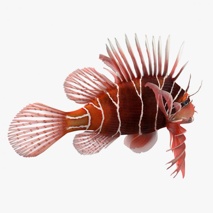 3D Clearfin Lionfish Rigged for Modo model