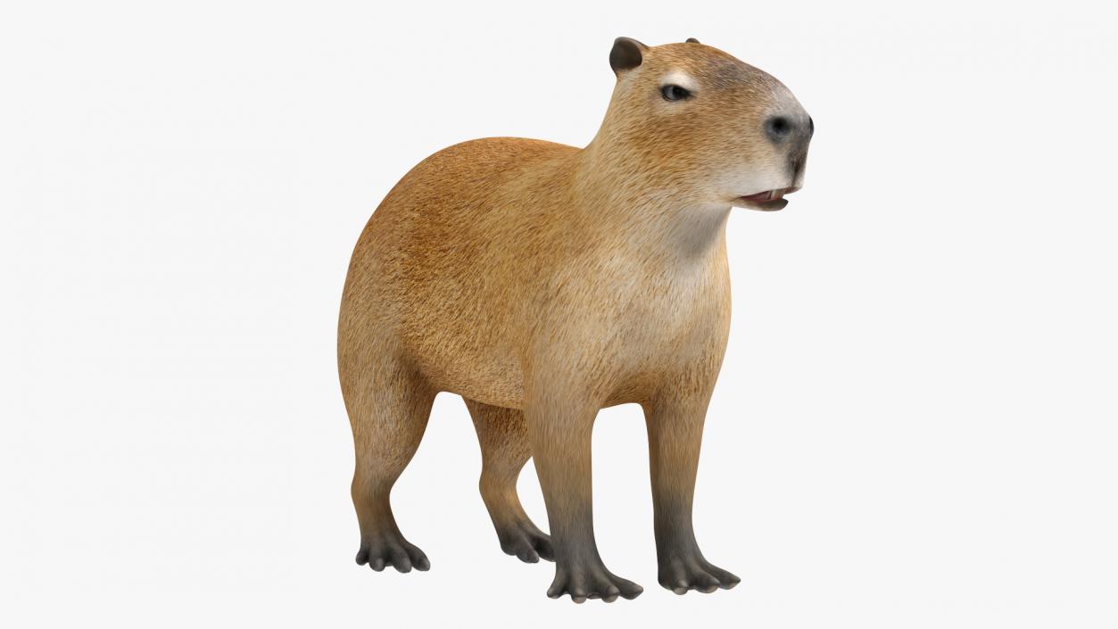 Capybara Rigged for Modo 3D model