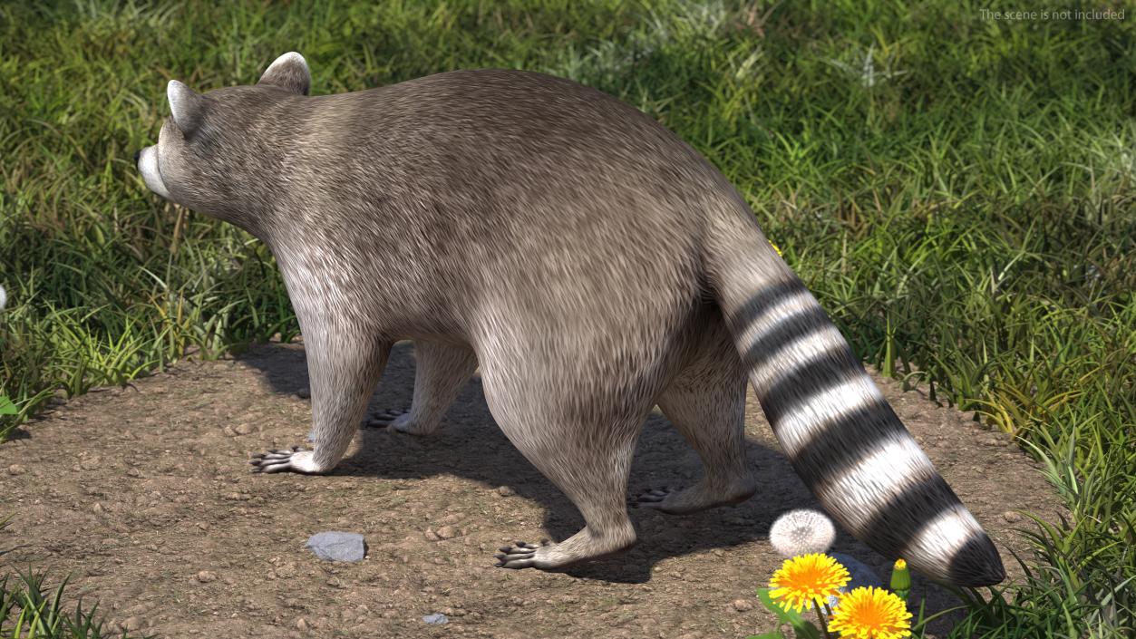 Raccoon Rigged 3D model