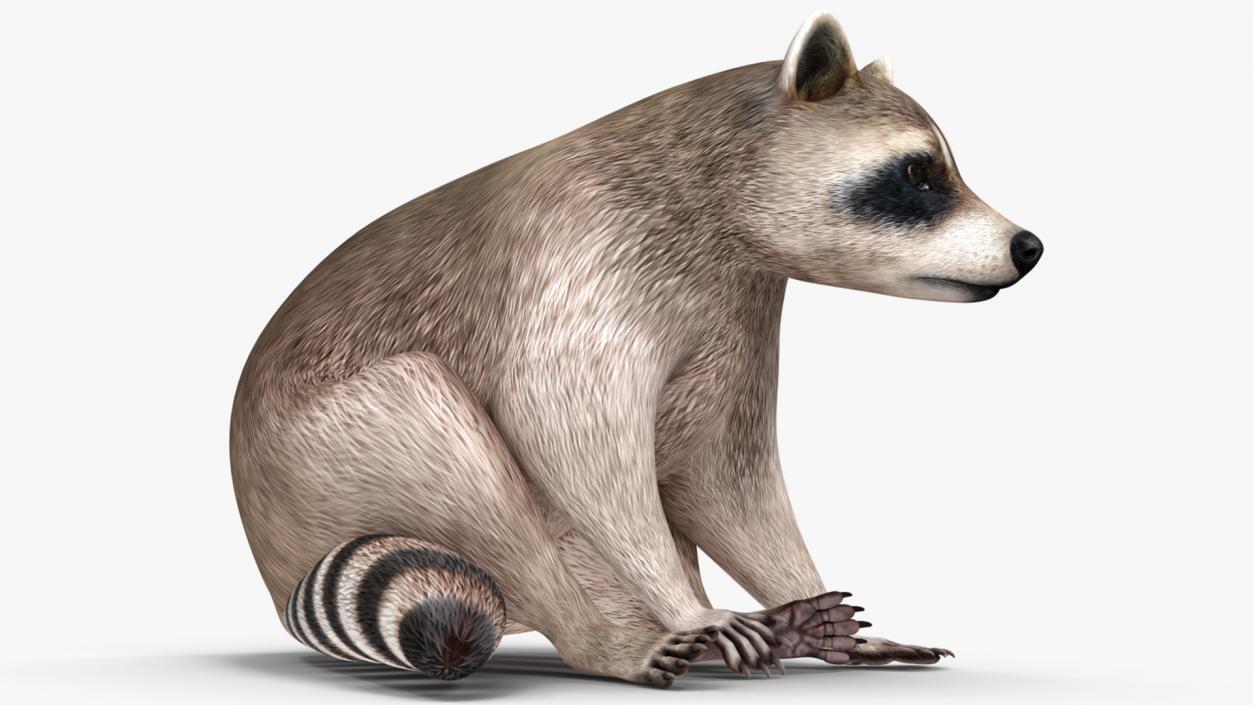 Raccoon Rigged 3D model