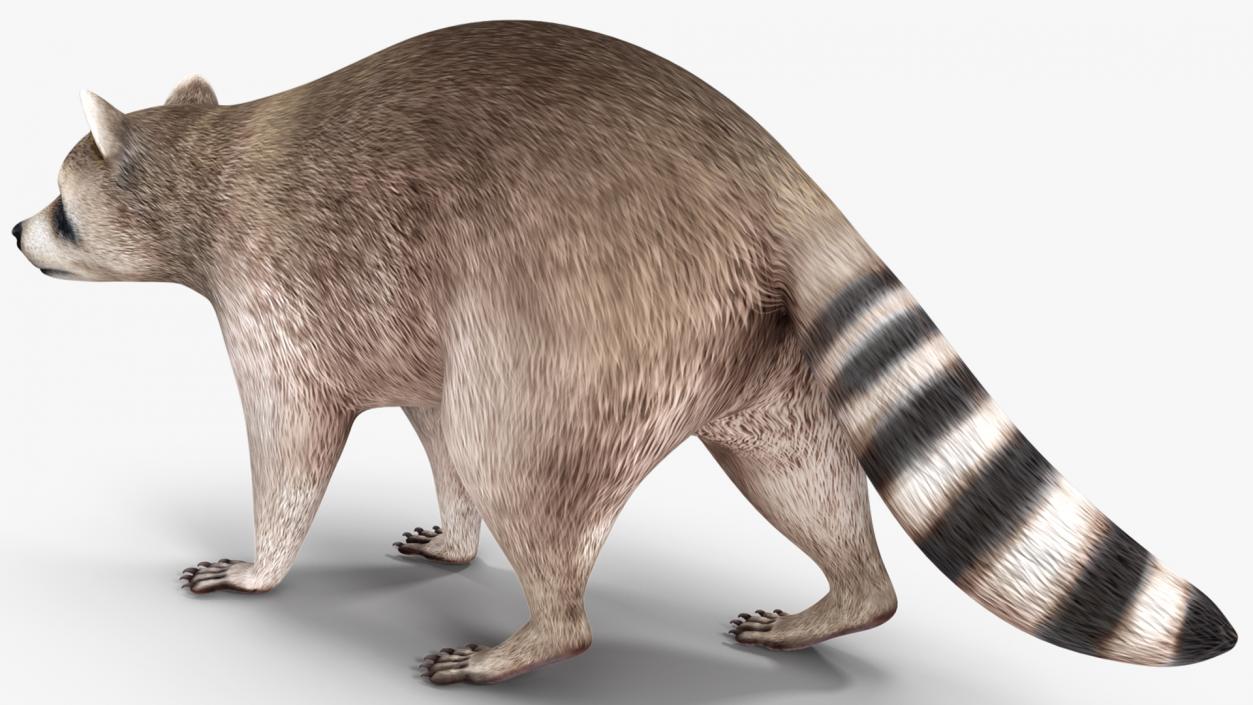 Raccoon Rigged 3D model