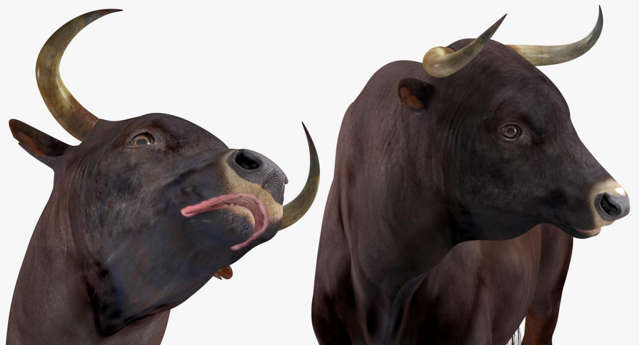 3D Bull Standing Pose model