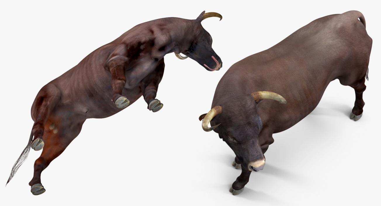 3D Bull Standing Pose model