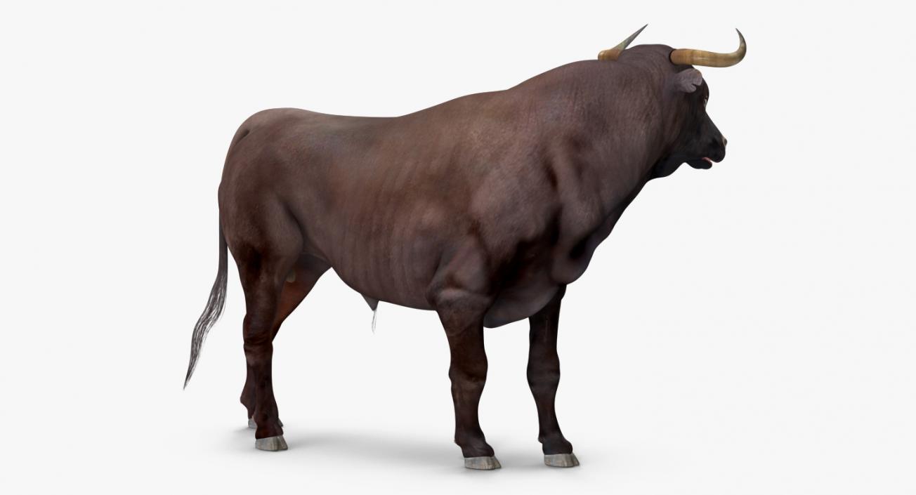 3D Bull Standing Pose model