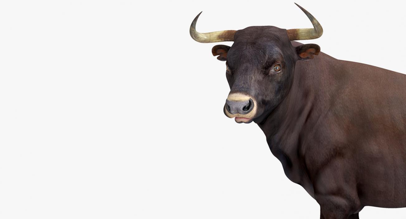 3D Bull Standing Pose model