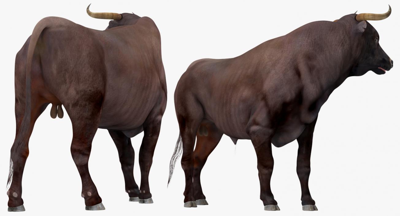 3D Bull Standing Pose model