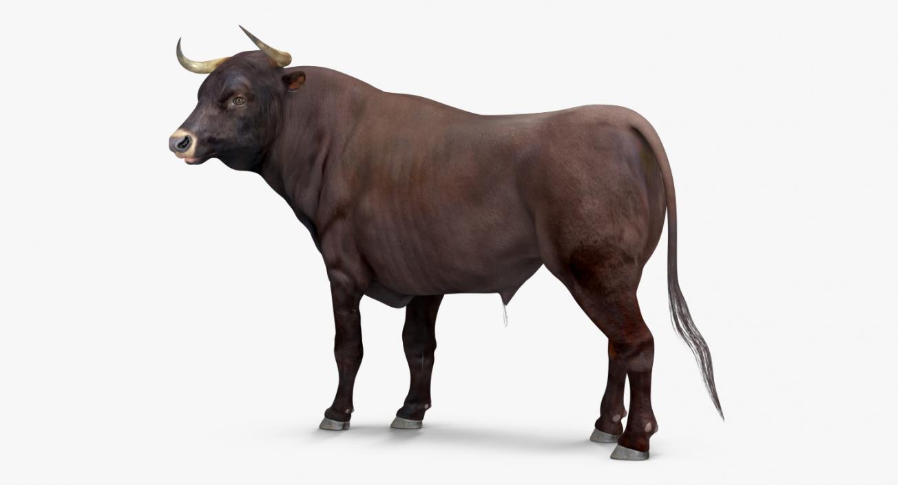 3D Bull Standing Pose model