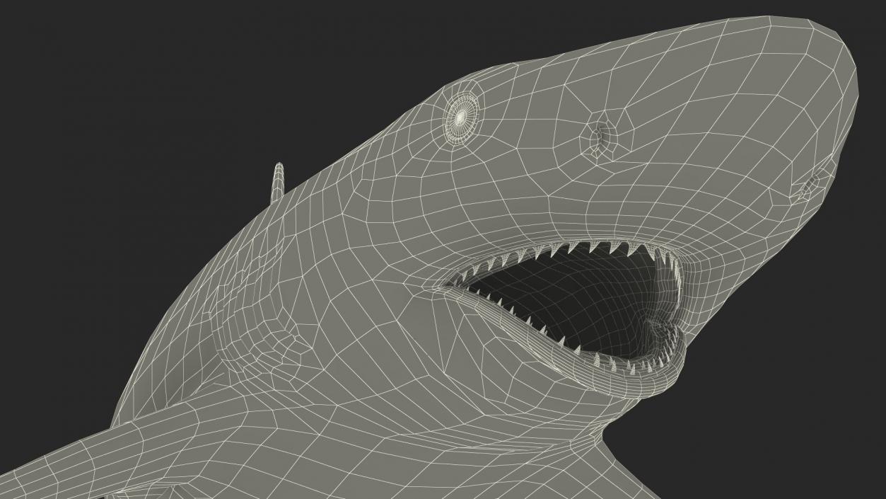 3D Carcharhinus Porosus Shark Rigged model