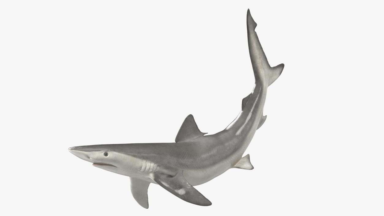 3D Carcharhinus Porosus Shark Rigged model