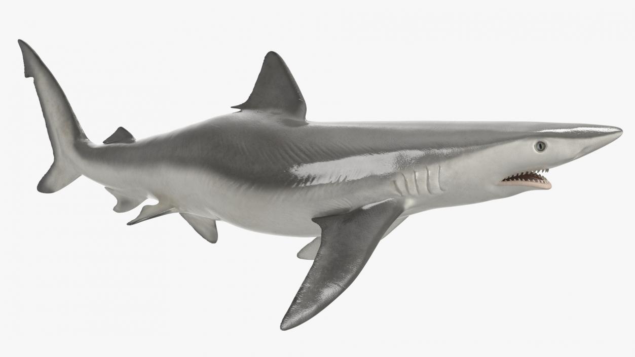 3D Carcharhinus Porosus Shark Rigged model