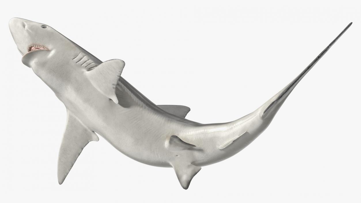 3D Carcharhinus Porosus Shark Rigged model