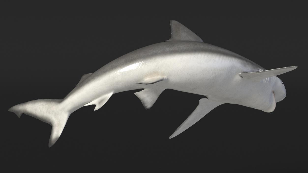 3D Carcharhinus Porosus Shark Rigged model