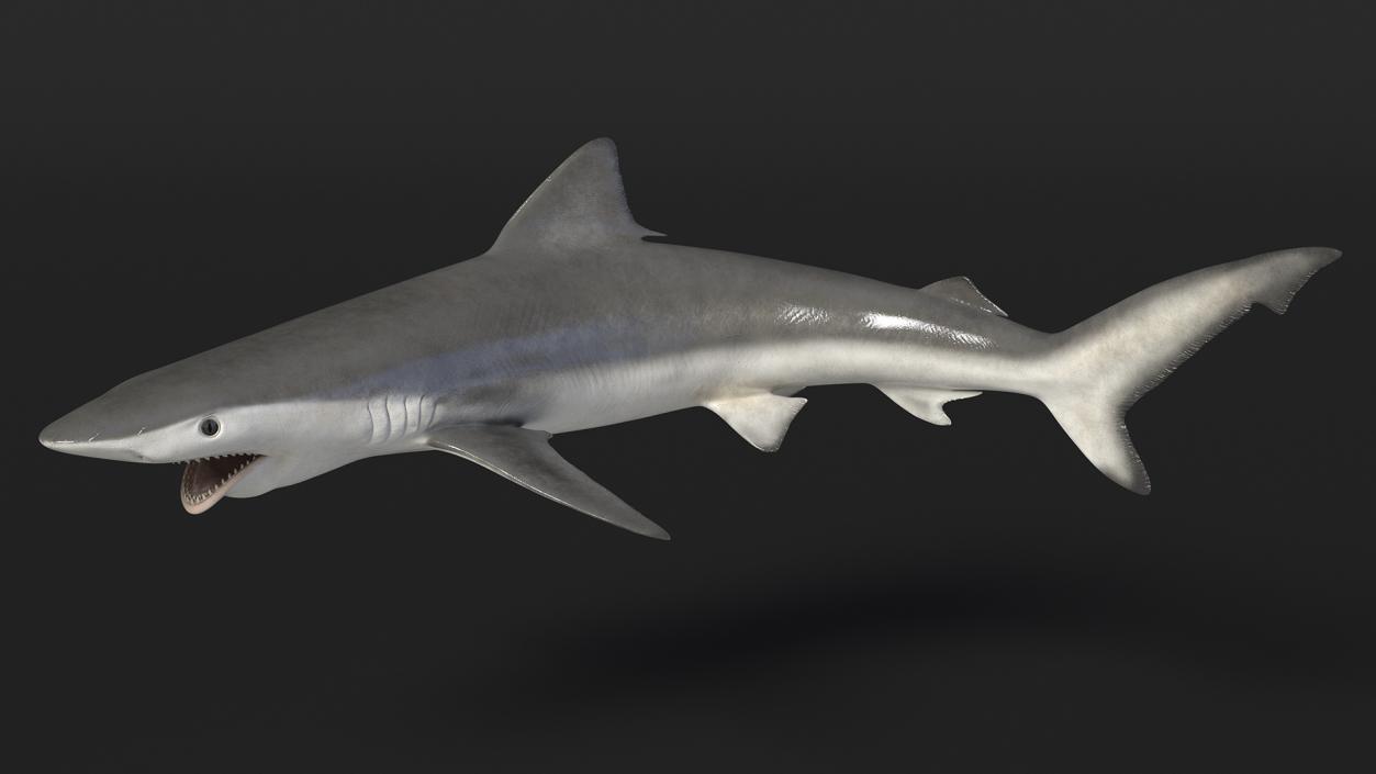 3D Carcharhinus Porosus Shark Rigged model