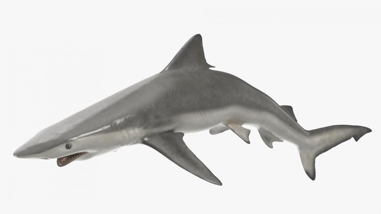 3D Carcharhinus Porosus Shark Rigged model