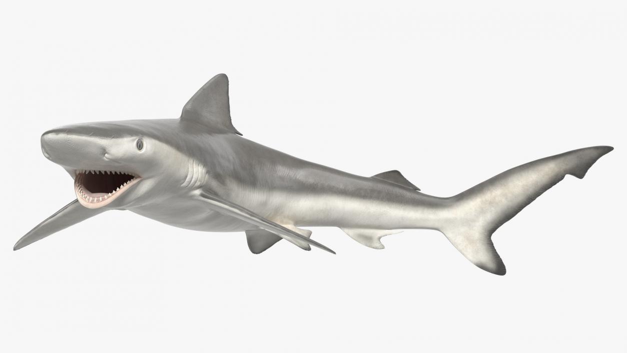 3D Carcharhinus Porosus Shark Rigged model