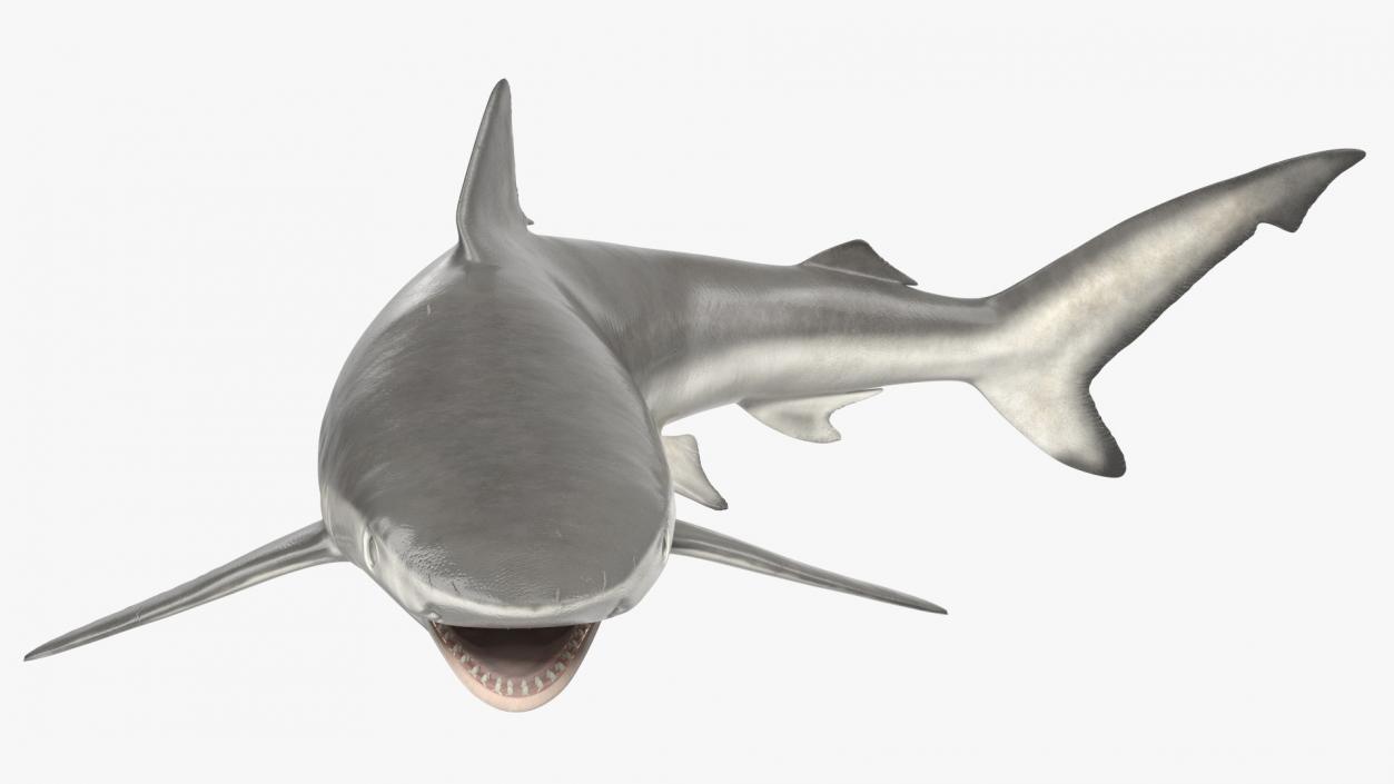 3D Carcharhinus Porosus Shark Rigged model