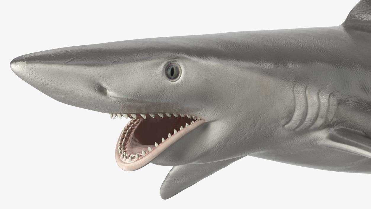 3D Carcharhinus Porosus Shark Rigged model