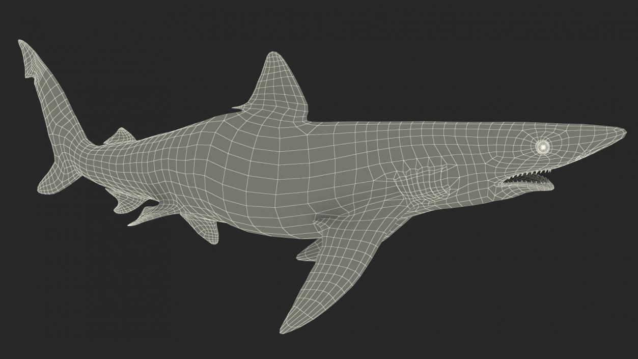 3D Carcharhinus Porosus Shark Rigged model