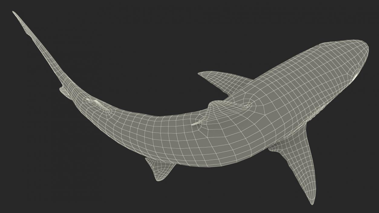 3D Carcharhinus Porosus Shark Rigged model