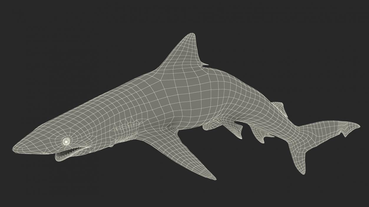 3D Carcharhinus Porosus Shark Rigged model