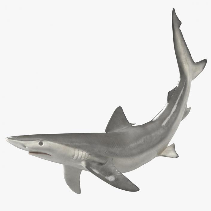 3D Carcharhinus Porosus Shark Rigged model