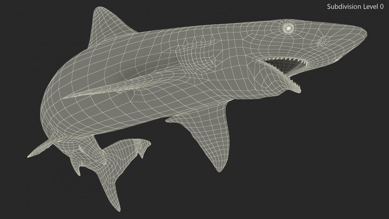 3D Carcharhinus Porosus Shark Rigged model