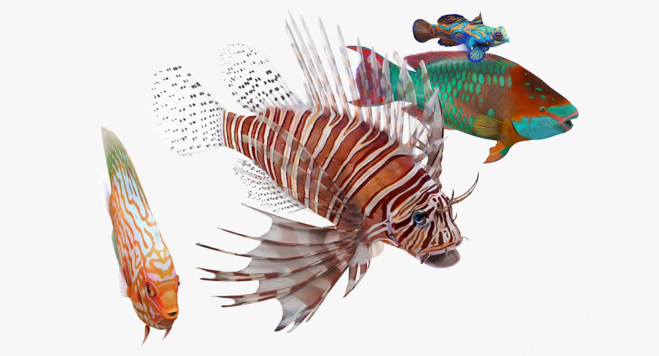 Coral Fishs Collection 2 3D model