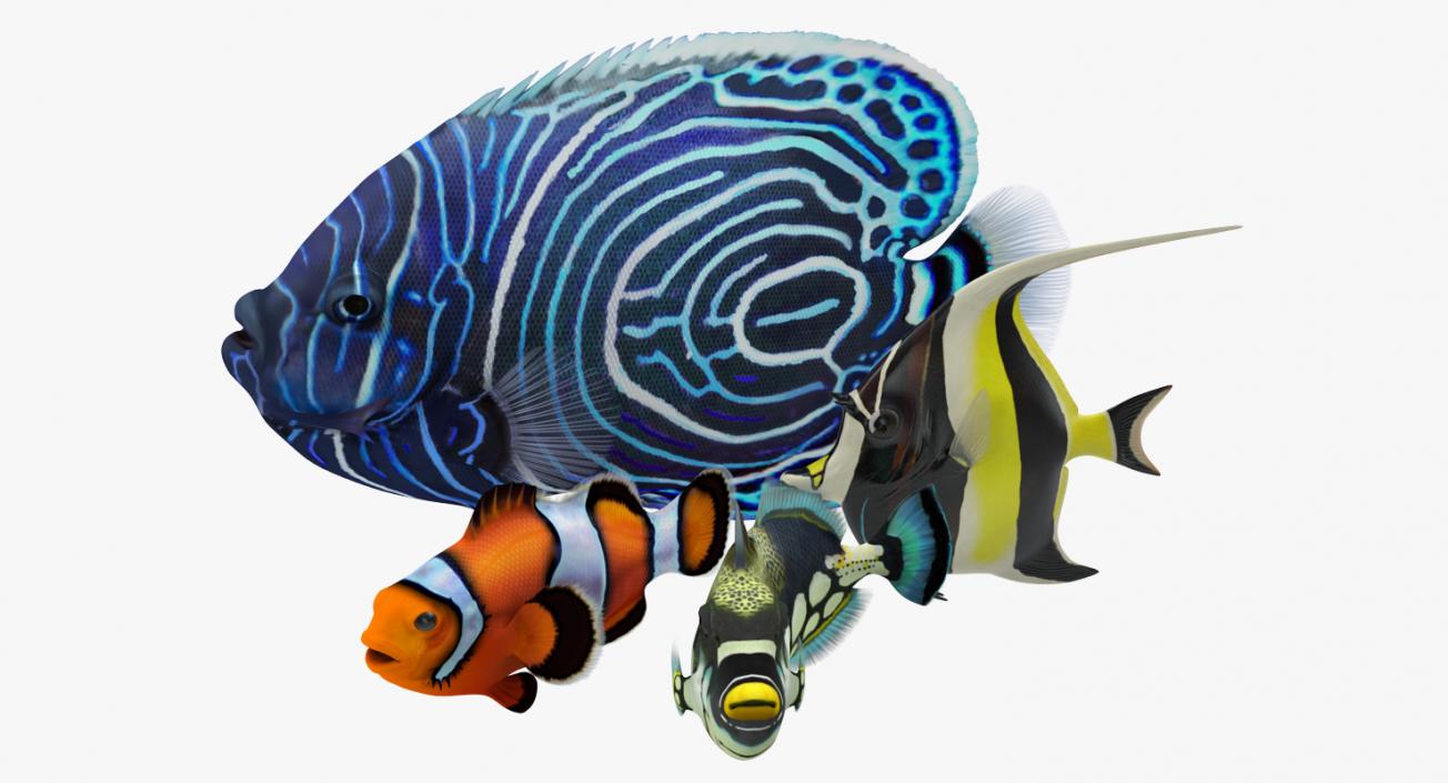 Coral Fishs Collection 2 3D model