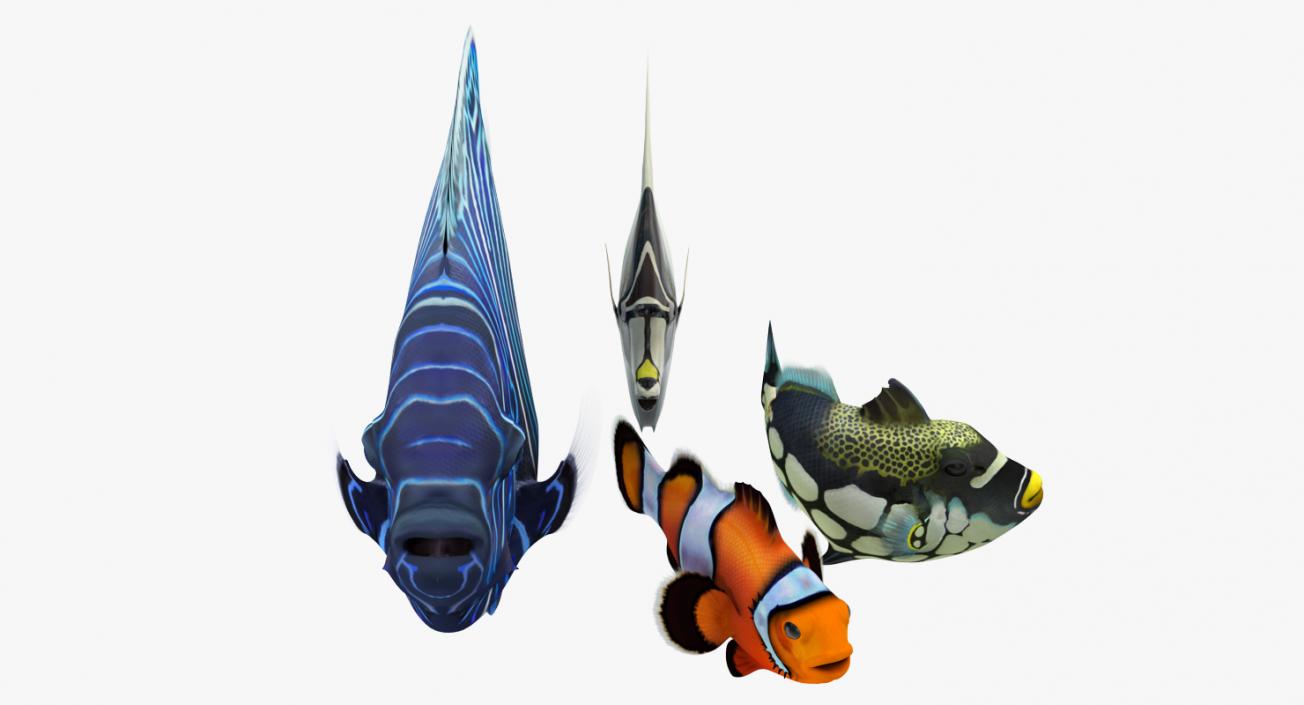 Coral Fishs Collection 2 3D model