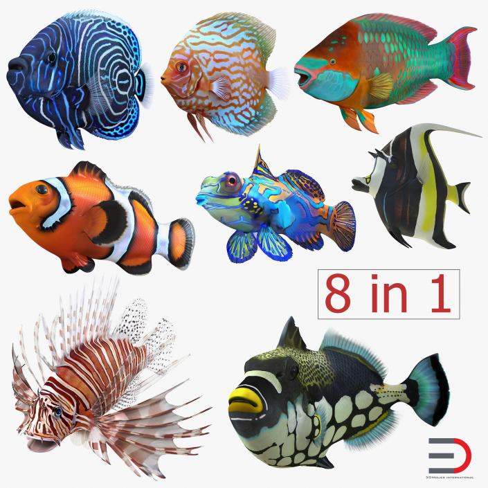 Coral Fishs Collection 2 3D model