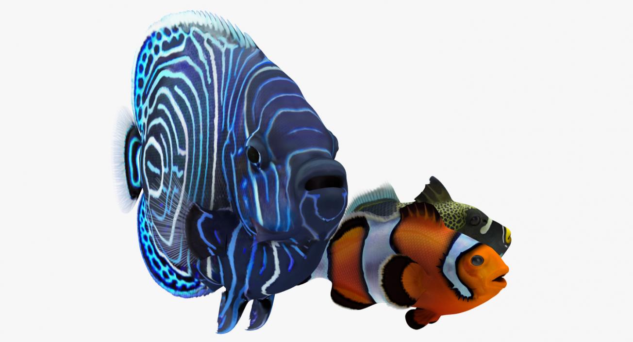 Coral Fishs Collection 2 3D model