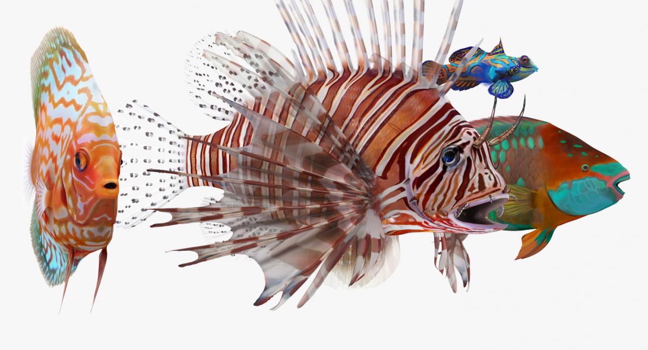 Coral Fishs Collection 2 3D model