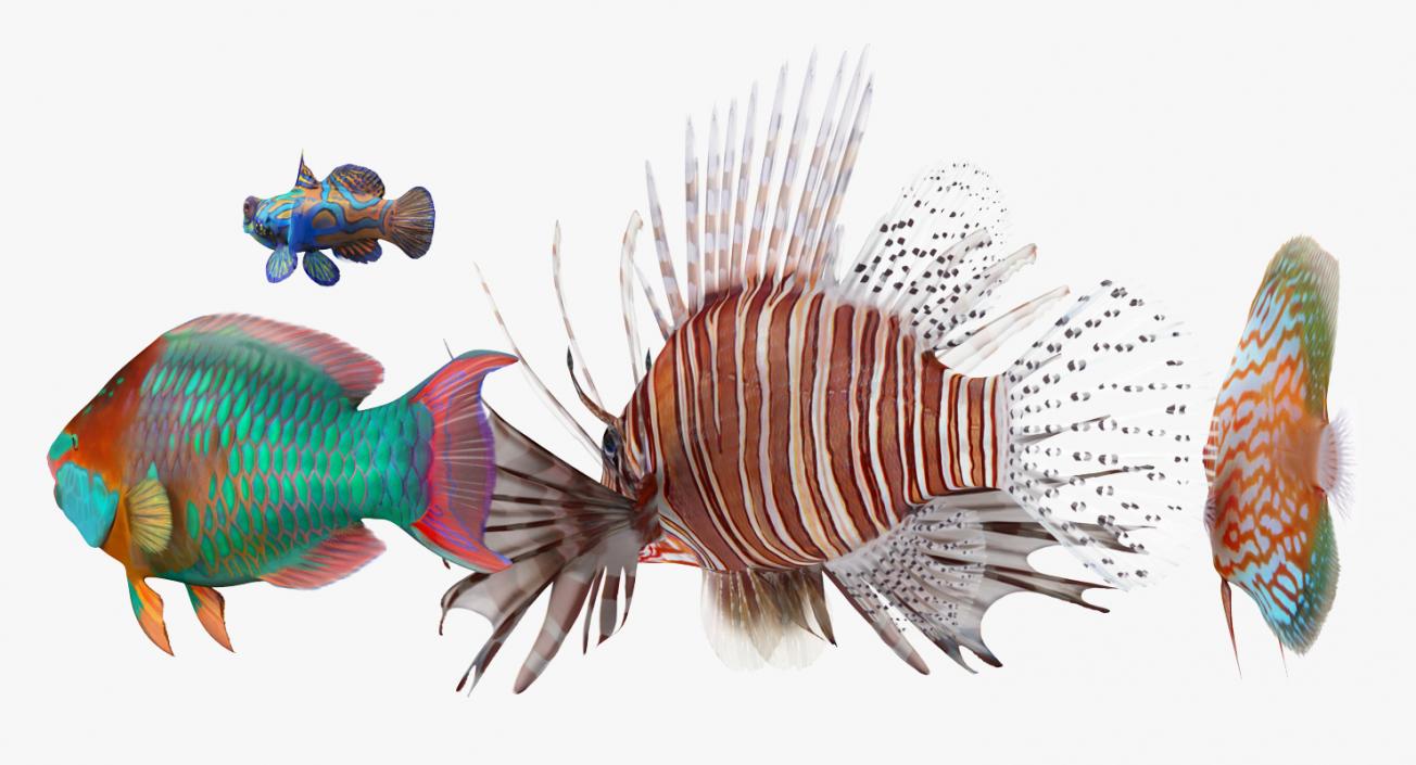 Coral Fishs Collection 2 3D model