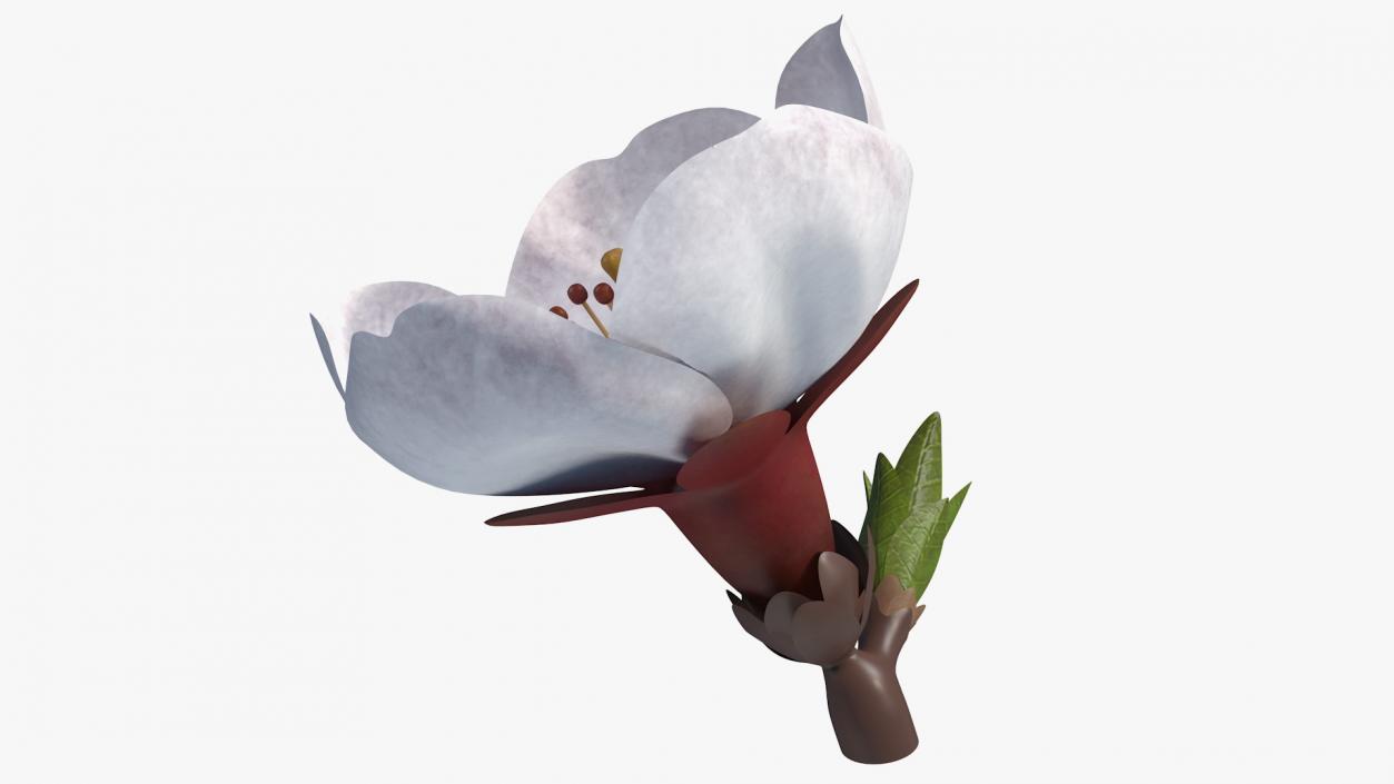 Cherry White Flower 3D model