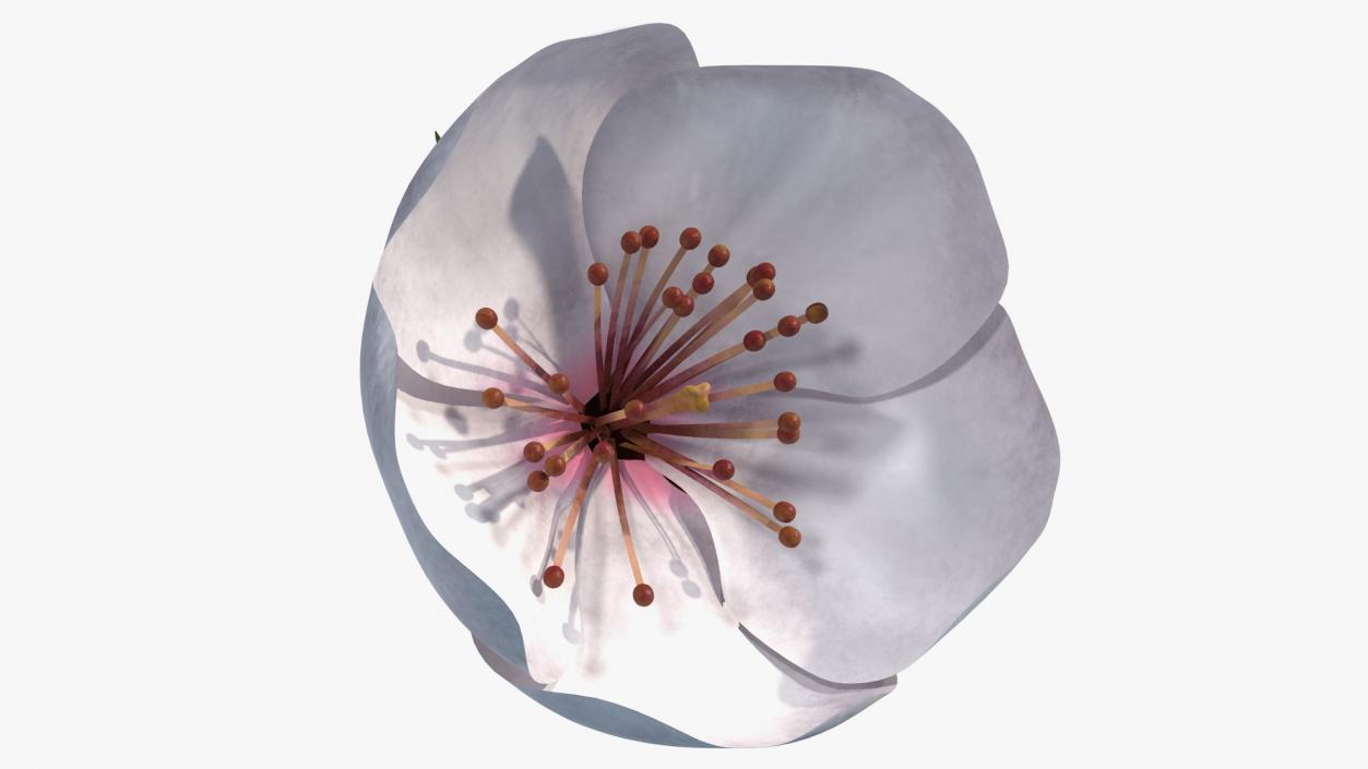 Cherry White Flower 3D model