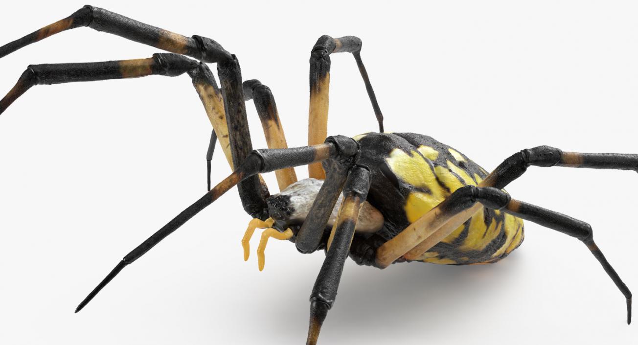 3D Argiope Aurantia or Yellow Garden Spider Rigged for Modo