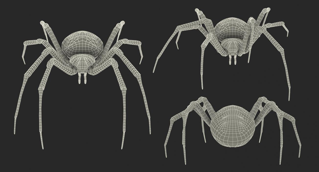 3D Argiope Aurantia or Yellow Garden Spider Rigged for Modo