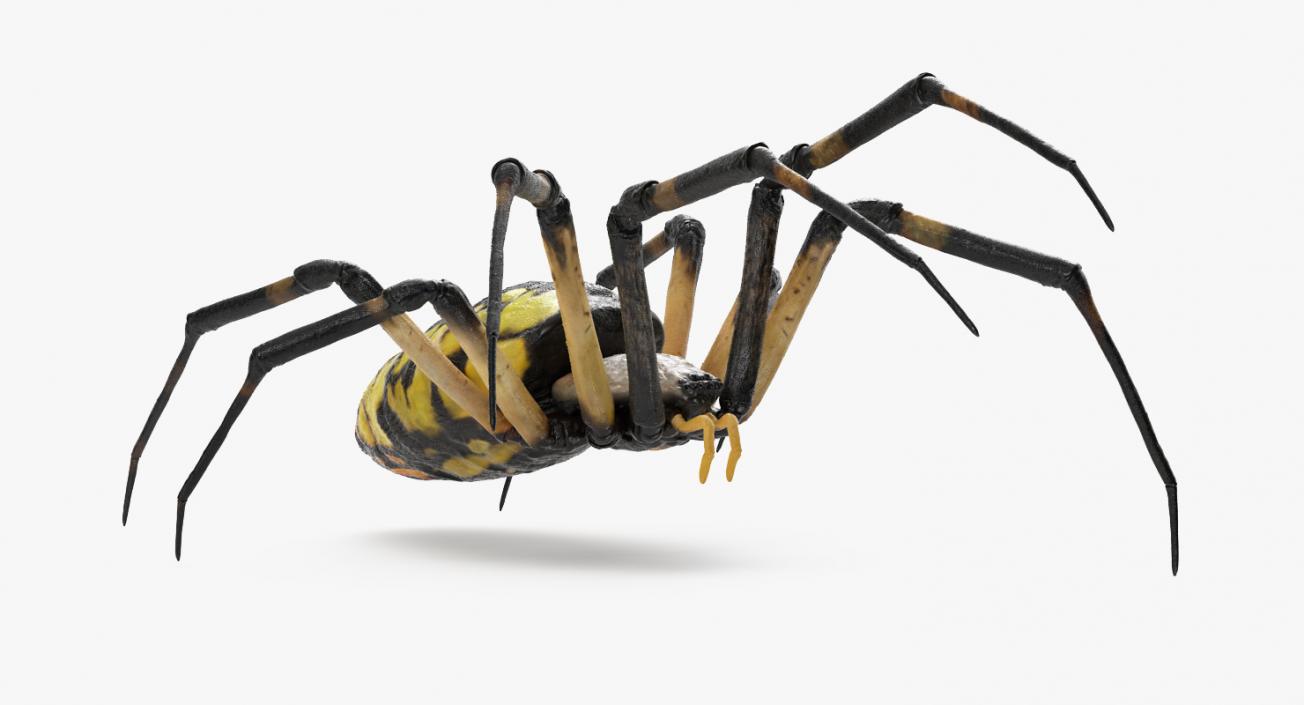 3D Argiope Aurantia or Yellow Garden Spider Rigged for Modo