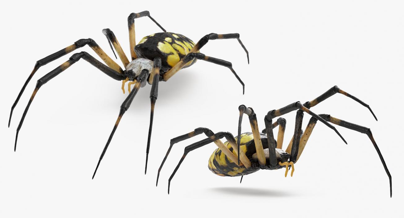 3D Argiope Aurantia or Yellow Garden Spider Rigged for Modo