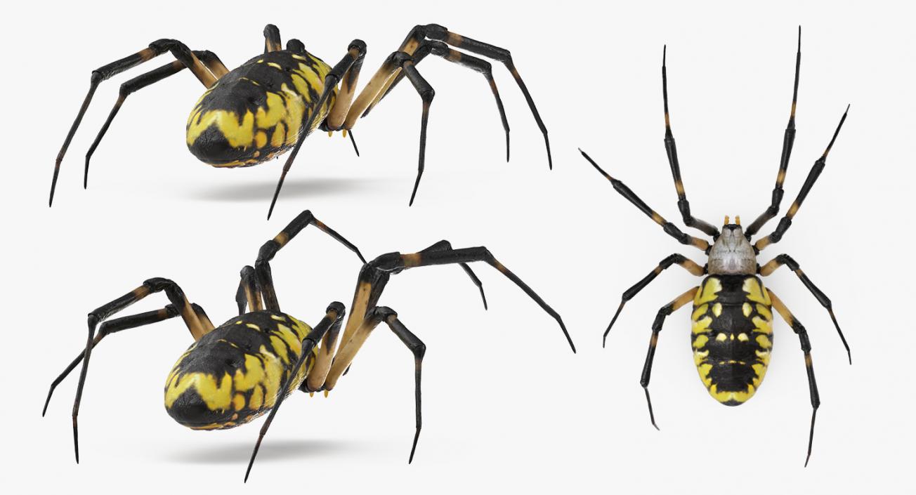 3D Argiope Aurantia or Yellow Garden Spider Rigged for Modo