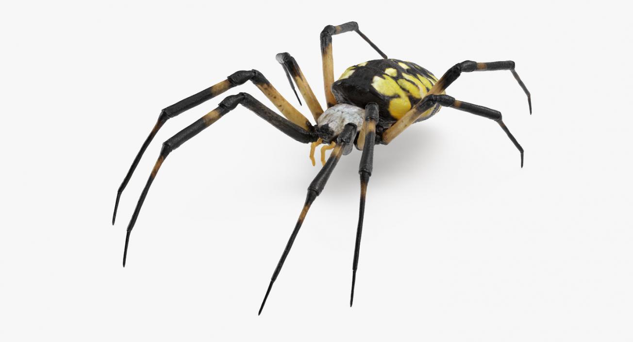 3D Argiope Aurantia or Yellow Garden Spider Rigged for Modo