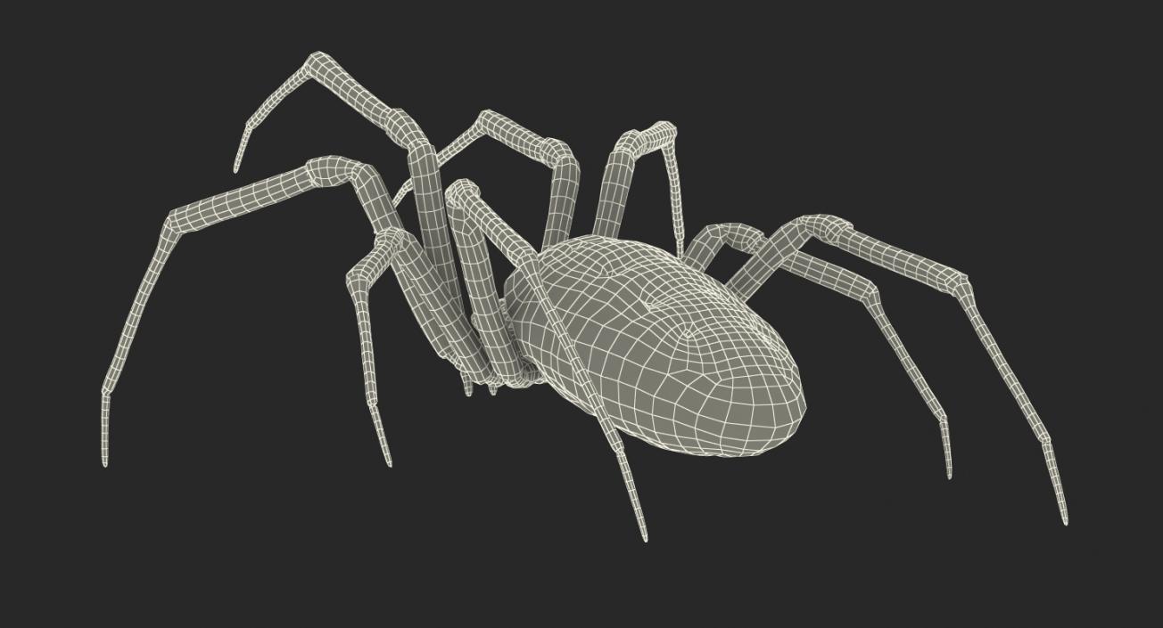 3D Argiope Aurantia or Yellow Garden Spider Rigged for Modo