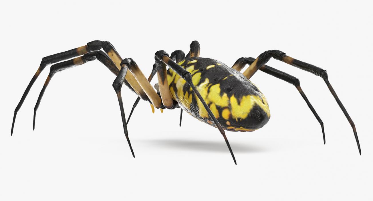 3D Argiope Aurantia or Yellow Garden Spider Rigged for Modo