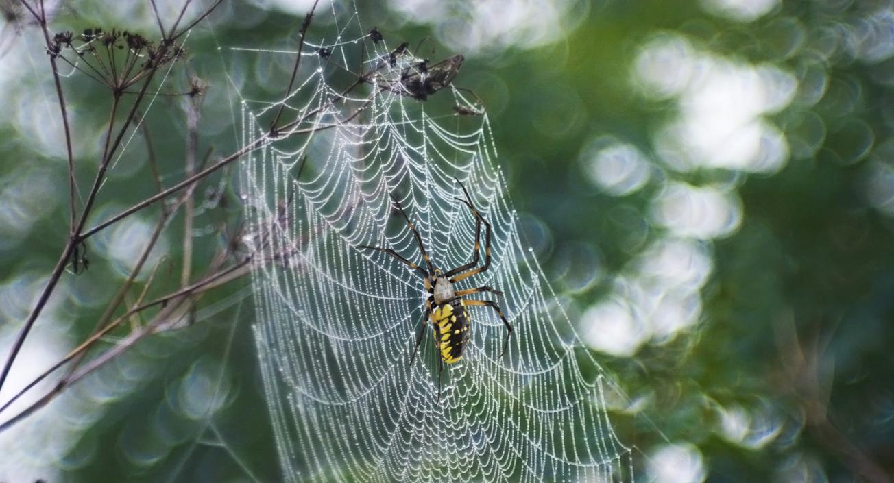 3D Argiope Aurantia or Yellow Garden Spider Rigged for Modo