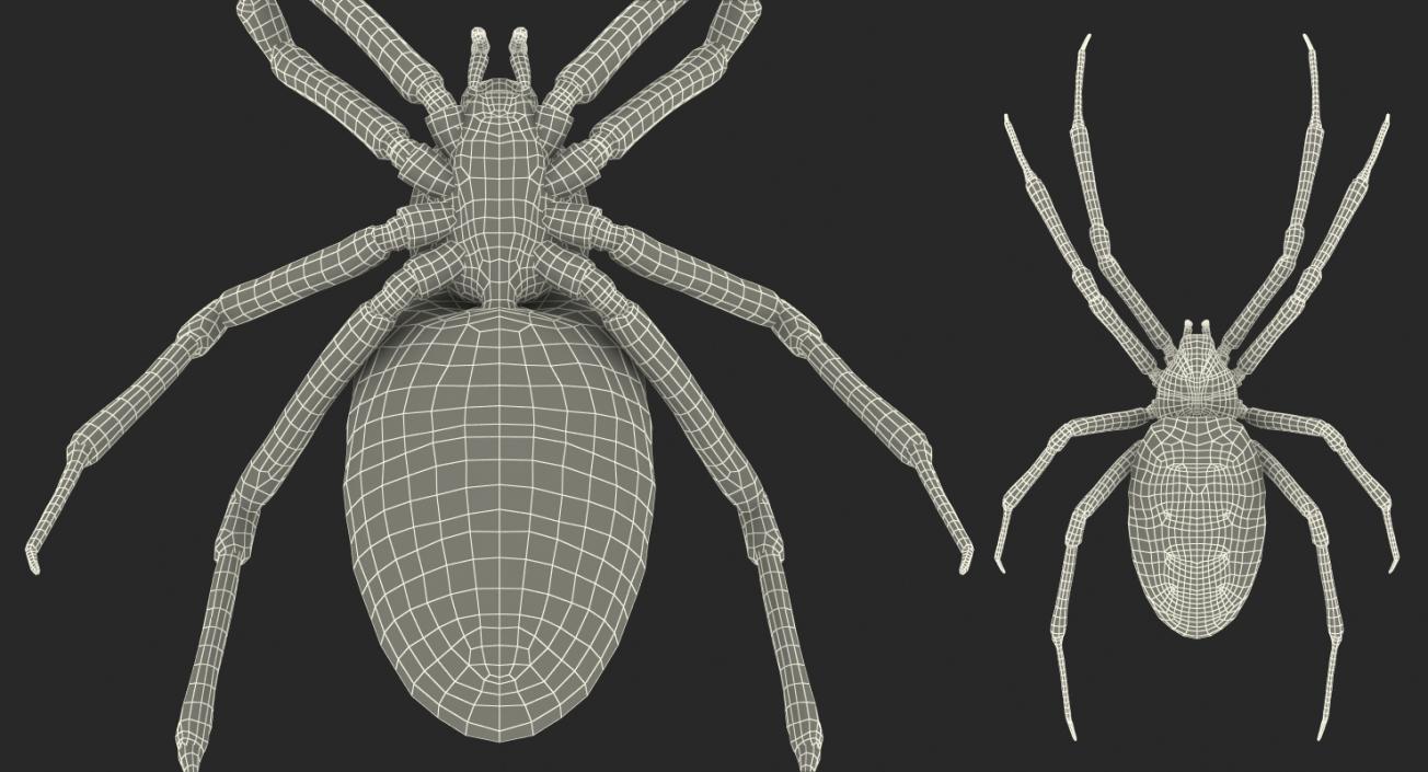 3D Argiope Aurantia or Yellow Garden Spider Rigged for Modo