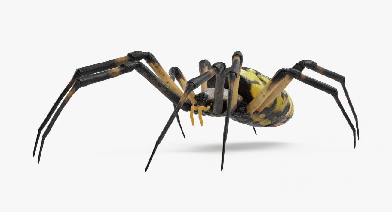 3D Argiope Aurantia or Yellow Garden Spider Rigged for Modo