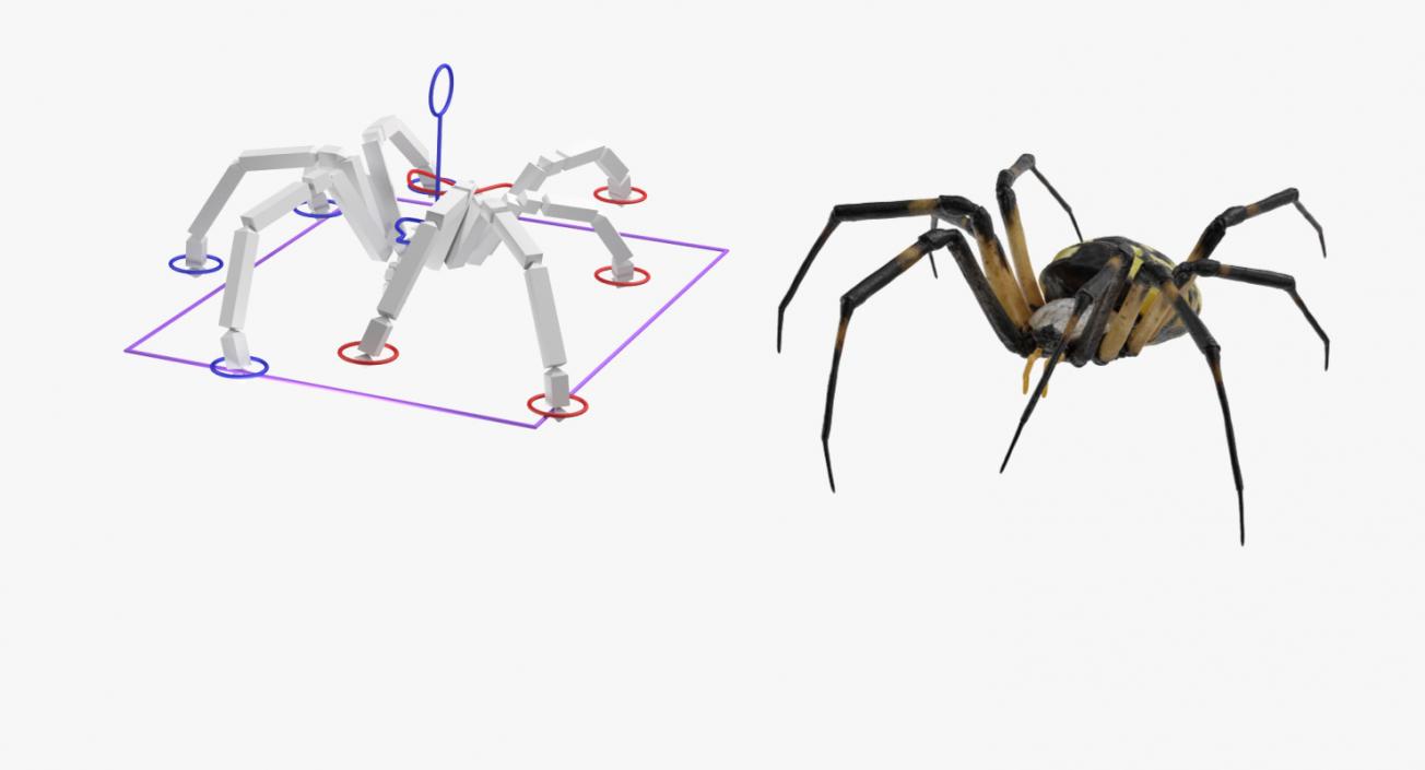 3D Argiope Aurantia or Yellow Garden Spider Rigged for Modo