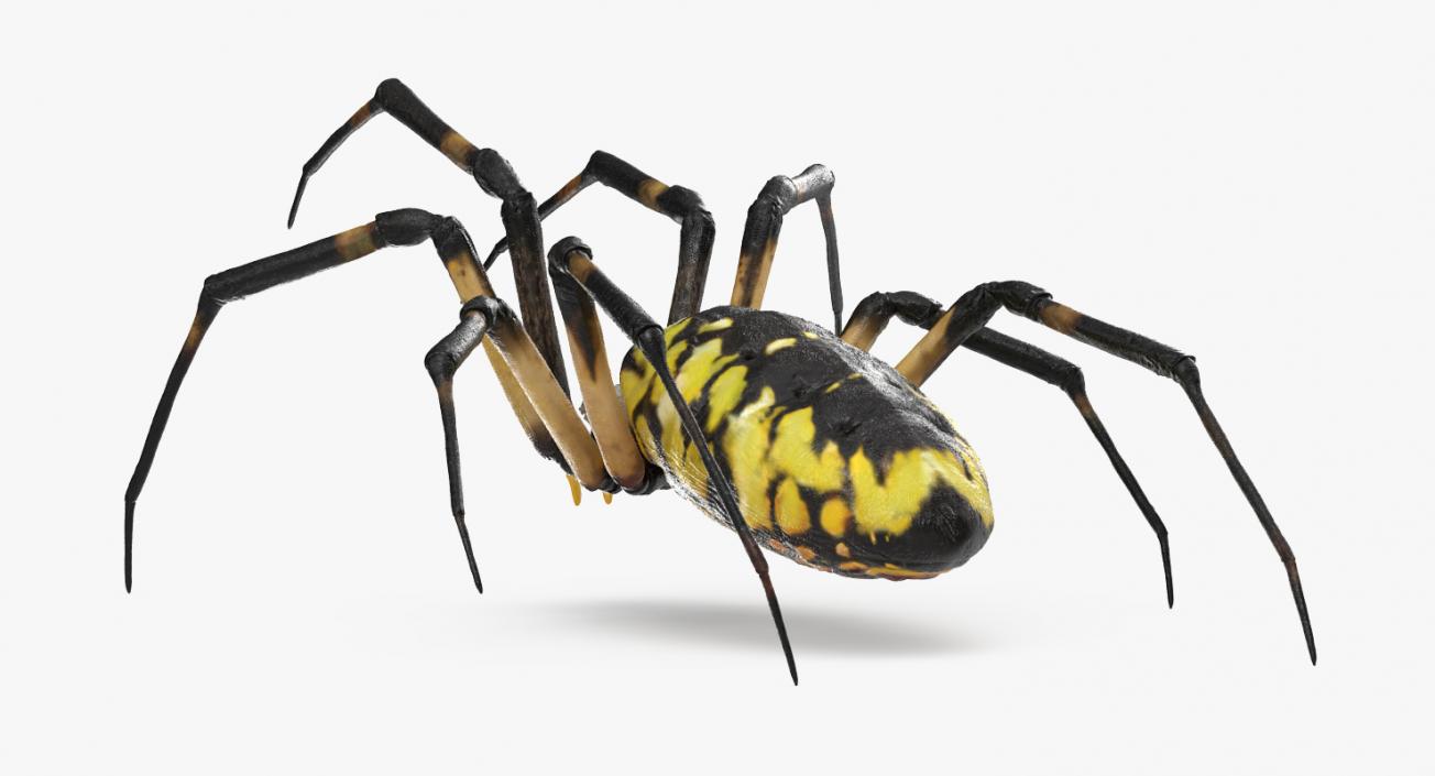 3D Argiope Aurantia or Yellow Garden Spider Rigged for Modo