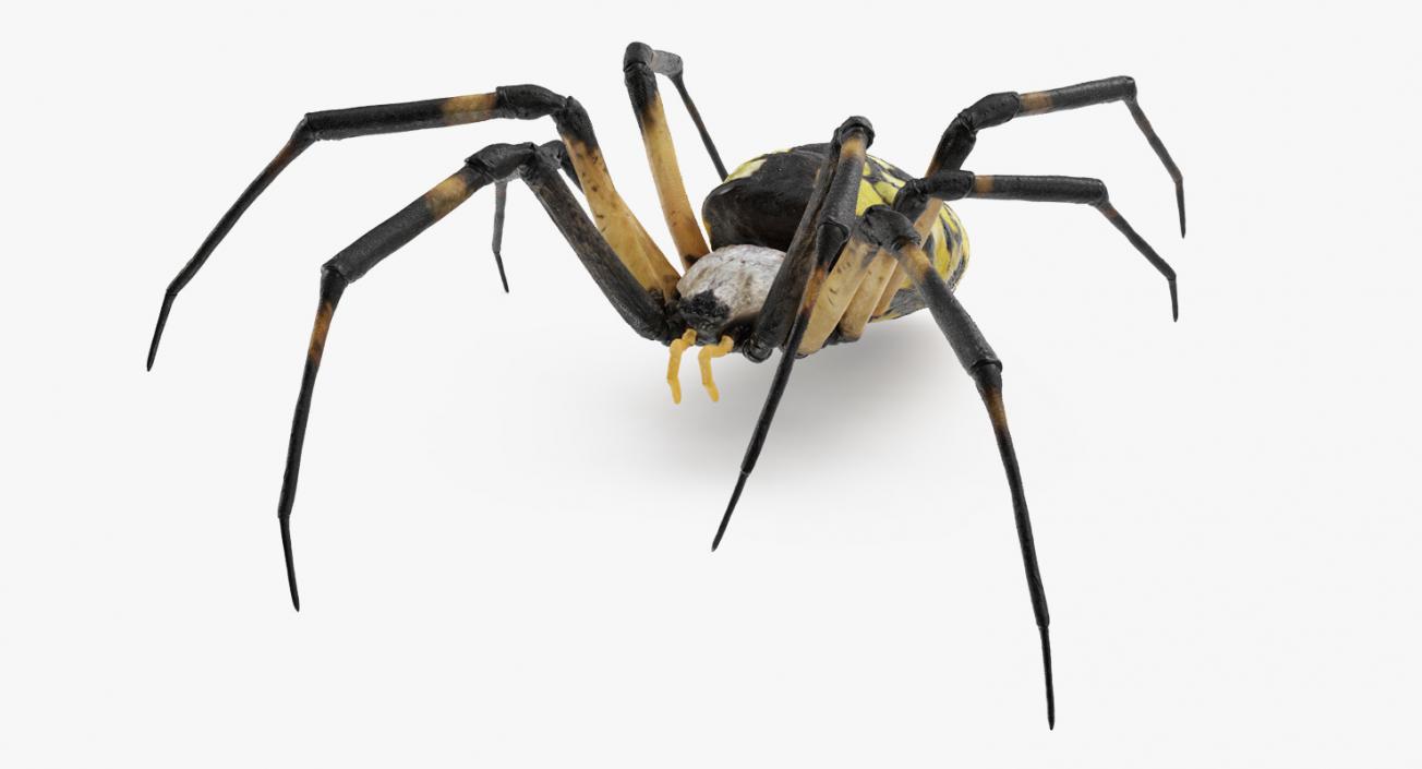 3D Argiope Aurantia or Yellow Garden Spider Rigged for Modo