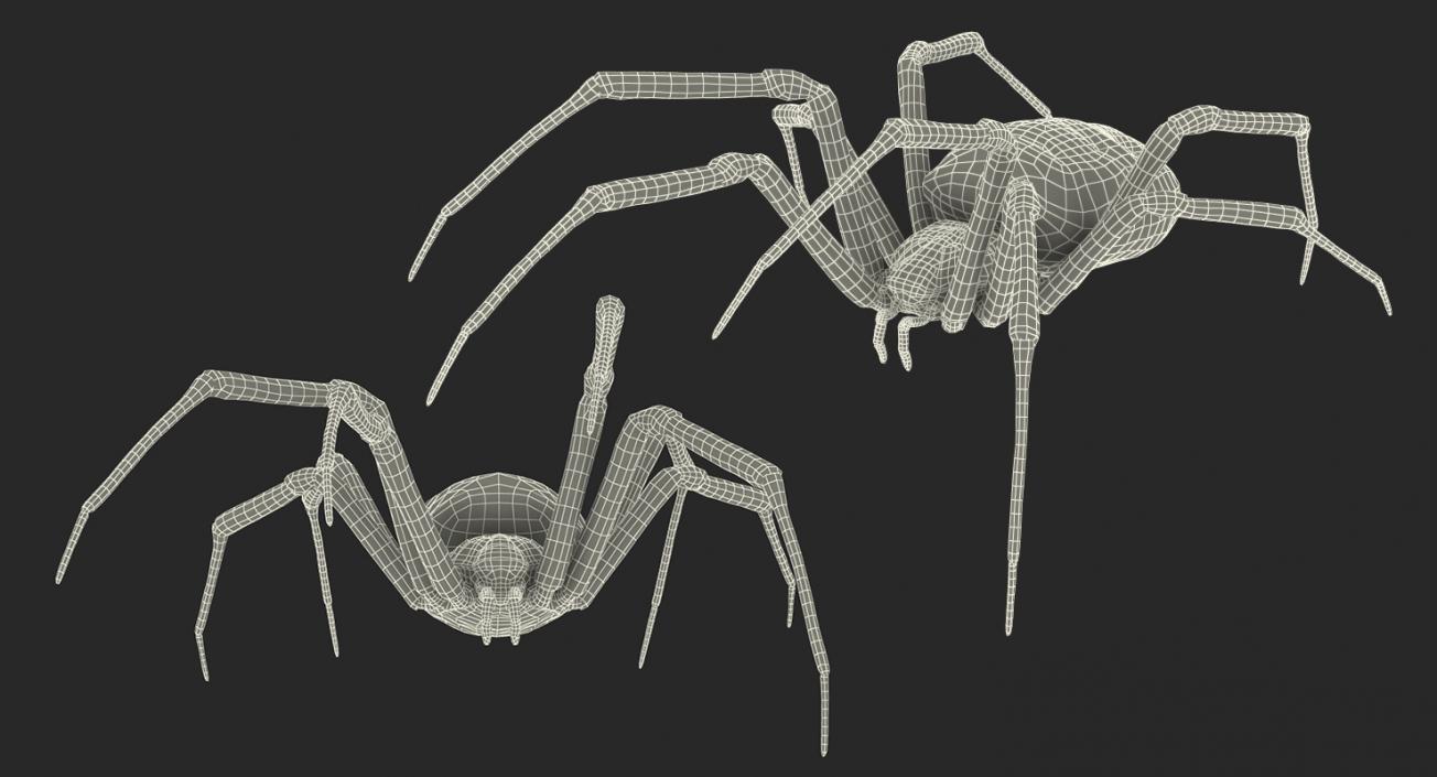 3D Argiope Aurantia or Yellow Garden Spider Rigged for Modo